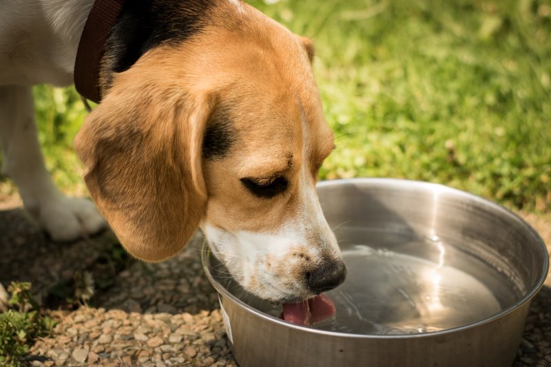 Ein Hund trinkt Wasser aus einem Napf