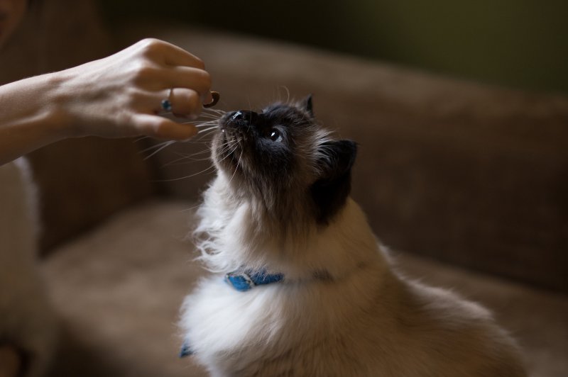 Eine Katze wird mit einem Snack gefüttert.