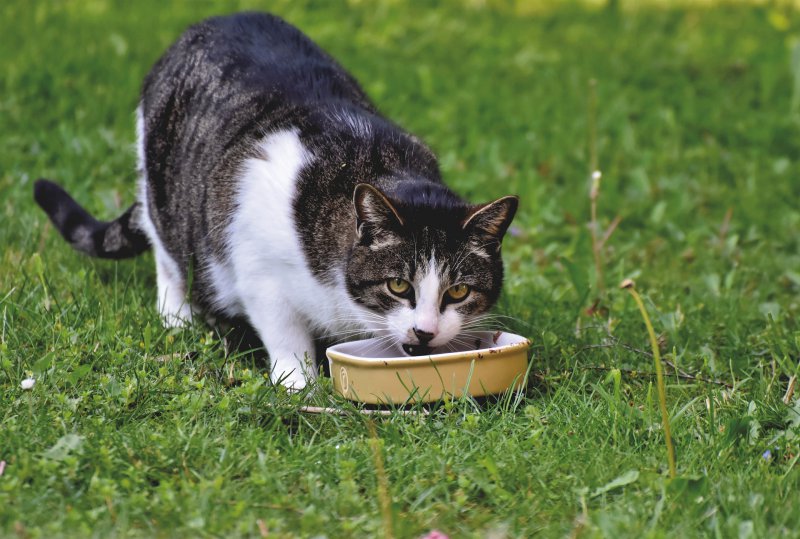 Eine Katze frisst ihr Futter auf einer Wiese.