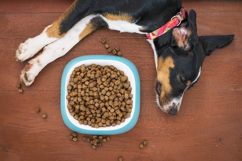 Ein Hund liegt entspannt vor einem Napf mit Trockenfutter