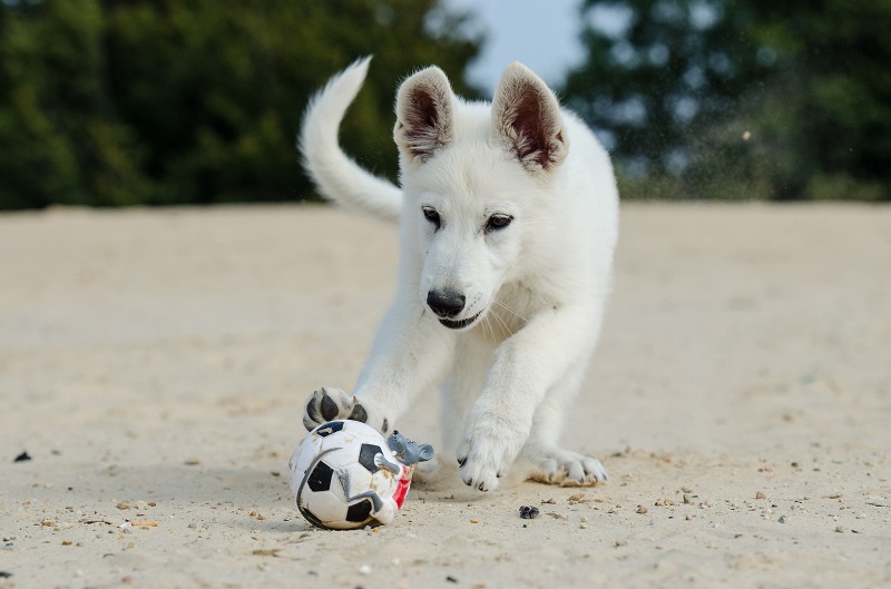 Welpe spielt mit Ball