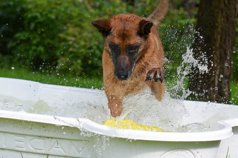 Hund spielend in Hundepool in Knochenform