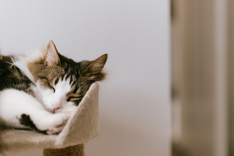 Katze liegt im Kratzbaum