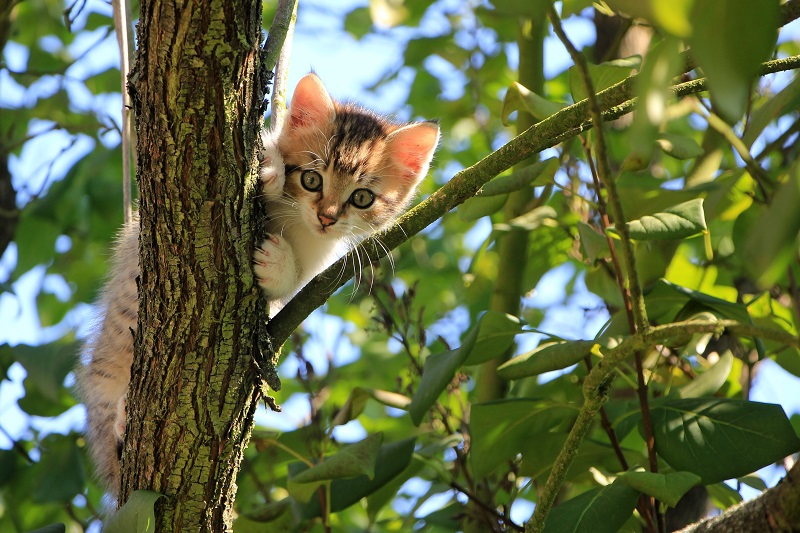 Katze sitzt auf einem Baum