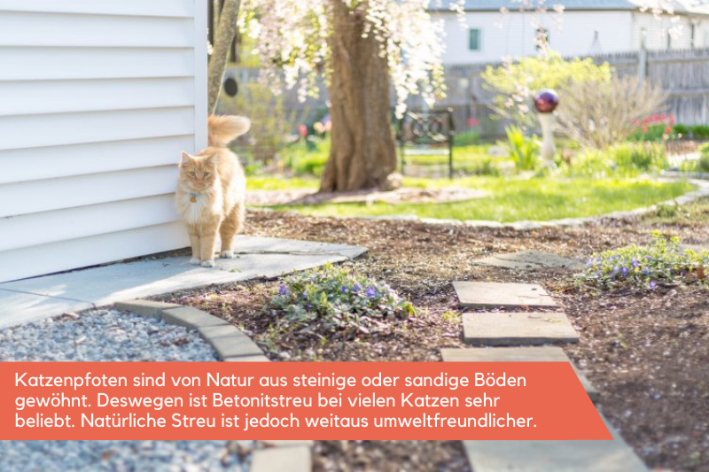 Katze steht auf steinigem Boden