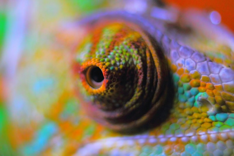 Nahaufnahme von buntem Auge eines Chamäleons in beleuchtetem Terrarium.