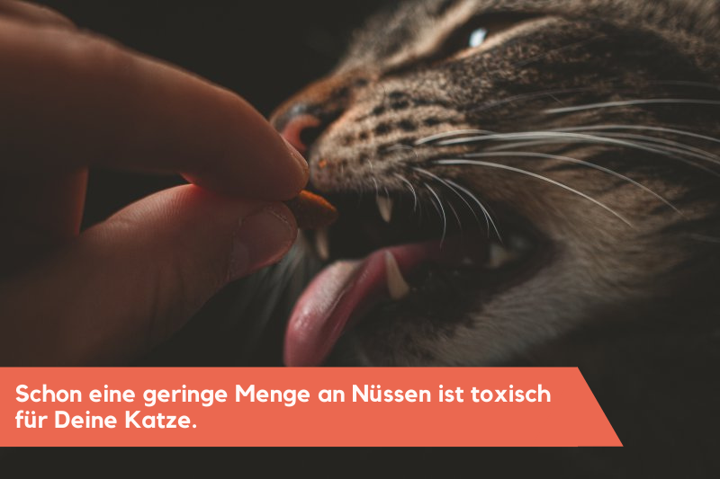 Katze wird gefüttert