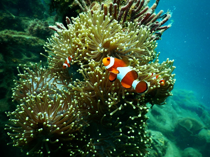 Fisch im Aquarium